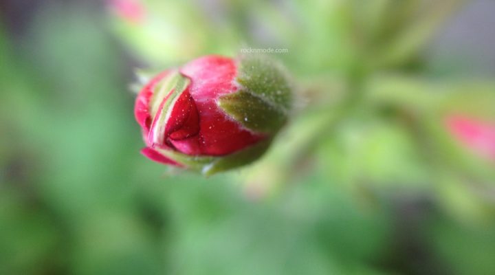 REVIEW – Obiettivo per iPhone 3 in 1: effetto fisheye, macro e grandangolo