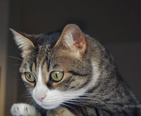 Pet’s Planet – Dieta personalizzata per il mio gatto: prime impressioni