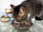 Pet's Planet, cani e gatti felici, alimentazione sana per animali domestici,