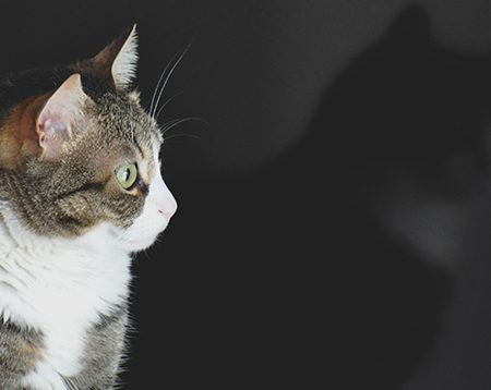 Pet’s Planet – Dieta personalizzata per il mio gatto: risultati