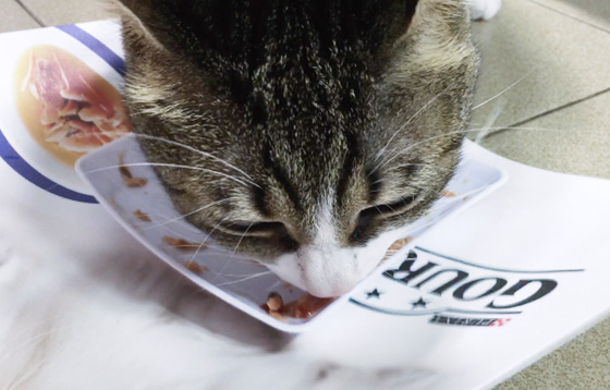 Purina Gourmet Soup, zuppe per gatti Gourmet, alimentazione gatto, cibo per gatti Soup, Laura Manfredi gatto, video gatto primo assaggio Gourmet, alimenti per gatti prodotti in Italia,